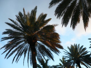 Fototapeta na wymiar Palm trees in evening light
