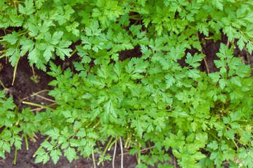 Green parsley in the garden