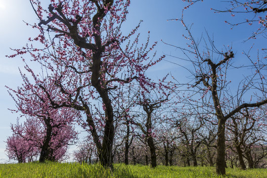 Peach trees loaded with pink flowers in a garden