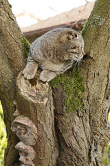 Gray tabby cat Scottish Fold sits on a mossy tree