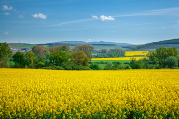 Fototapeta premium Yellow field rapeseed