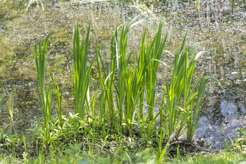 Schilf - Naturaufnahme