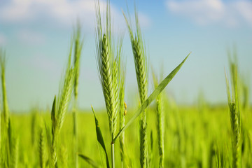 Green wheat detail