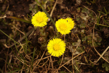 Three flowers foalfoot in a meadow close up