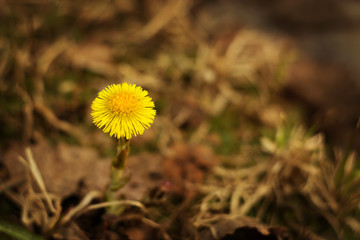 One flower foalfoot in a meadow close up