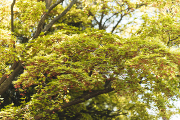 Fototapeta premium Floers