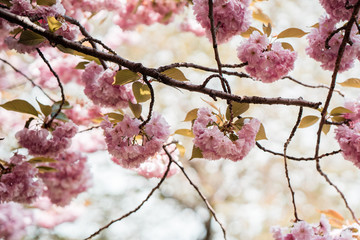 Floers