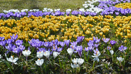 Фиолетовые, жёлтые и белые крокусы на клумбе весной.