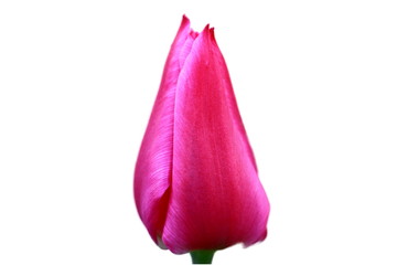 Nahaufnahme einer geschlossenen Tulpenblüte