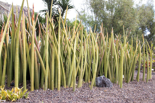 Sansevieria stuckyi.
