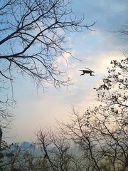 Affe springt von Baum zu Baum in der Dämmerung an Thailands Küste
