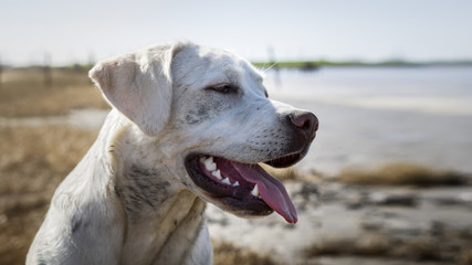 Süßer Labrador Retriever Hund Welpe hächelnd am Strand