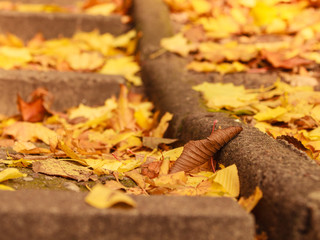Autumnal branches in sun.