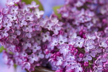 Blooming lilac flowers. Macro photo.