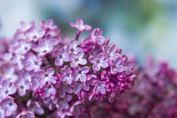 Blooming lilac flowers. Macro photo.