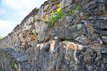 Dandelion grows on the castle wall