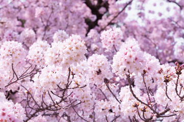 Sakura tree in the park.Japan