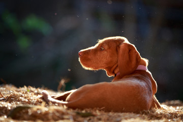 Magyar Viszla Welpe © Nadine Haase