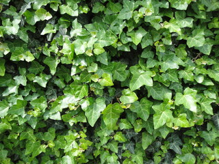 Hungarian nature photography