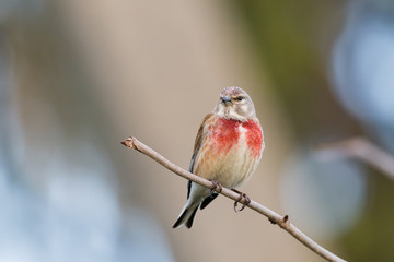 Common linnet on a branch looking in camera.