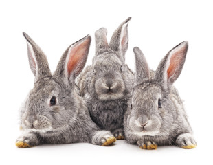 Fototapeta na wymiar Three rabbits.
