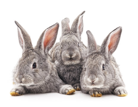 Three rabbits.