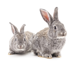 Two gray rabbits.