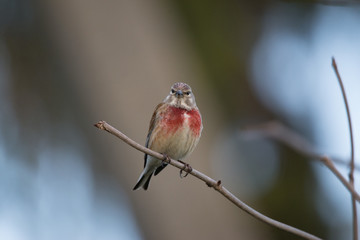 Common linnet sitting on a branch looking in camera.