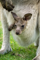Kangourou gris de l& 39 ouest australien avec bébé en poche, Tasmanie, Australie