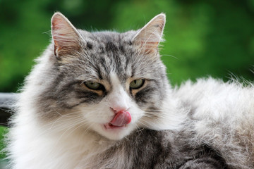 furry cat licking its nose