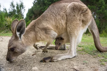 Fototapete Känguru Australian western grey kangaroo with baby in pouch, Tasmania, Australia