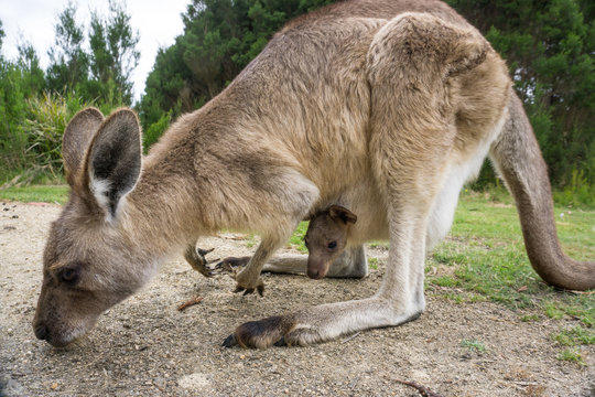 Australian western grey kangaroo with baby in pouch, Tasmania, Australia