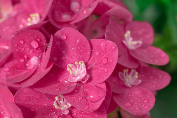 Hydrangea flowers with water drops.