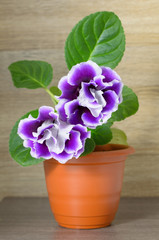 Purple flower gloxinia in a brown pot.