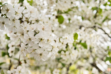 Flowers of an apple tree close-up on a blurred background of a flowering garden