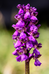 Fototapeta na wymiar Wild flower. Spring purple flower in mountain.