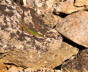 Green lizard (Reptile Podarcis Siculus)