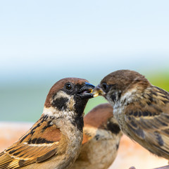 Eurasian tree sparrow(passer montanus), beautiful bird feeding her baby in Thailand.