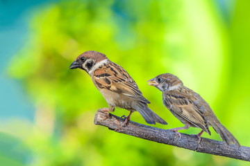 Eurasian tree sparrow(passer montanus), beautiful bird and her baby on branch in Thailand.