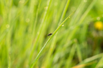 Fly on the grass. Slovakia