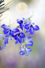 Fototapeta na wymiar blue romantic flowers