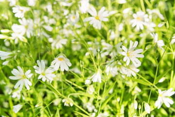 Spring background - beautiful white flowers in green grass ornithogalum