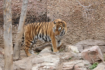 Fototapeta na wymiar tiger two