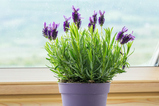 Potted Lavender