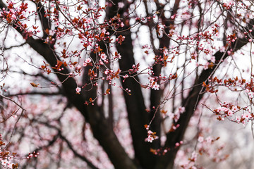 Pink and magenta Spring cherry blossoms in park