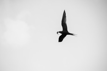 Common Tern in flight with a fish caught in it's beak