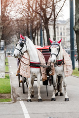 Obraz premium two beautiful decorated white fiaker carriage horses on central streets of Vienna, Austria