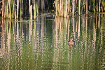 Single female mallard duck swimming on calm lake at dusk