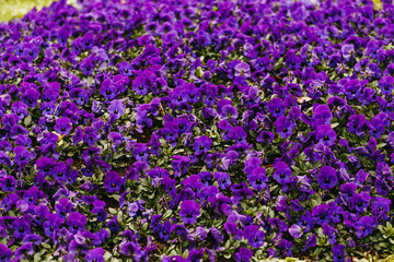 Obraz premium Violet flower bed with many flowers as background