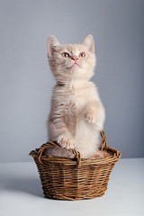 Fototapeta na wymiar Ginger kitten in basket on grey background